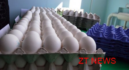 Житомирський картонний комбінат запустив лінію з виробництва лотків для яєць