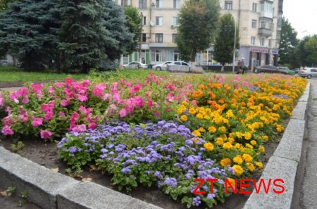 В Житомирі триває конкурс «Моє квітуче місто»