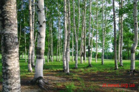 Прокуратура Житомирщини перевірила законність надання у користування лісу в Андрушівському районі