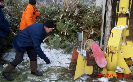 У Житомирі вже 2 рік новорічні ялинки перероблюють на паливо
