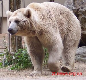 У Житомирському районі може з'явитися притулок для ведмедів