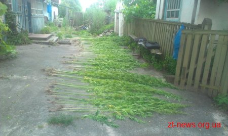 У Житомирі дільничні вилучили понад 200 рослин конопель з присадибних ділянок жителів району