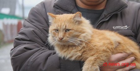 У Житомирі чоловіку, який вбив кота, суд присудив штраф - 595 гривень