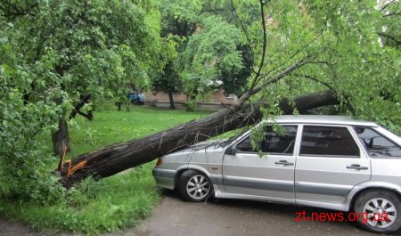 У Житомирі дерево впало на припарковану поблизу будинку машину