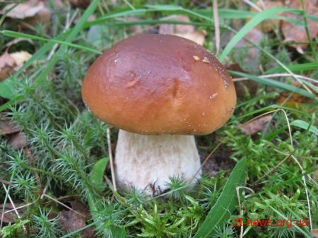 Минулого року на Житомирщині від отруєння грибами померли шестеро дорослих та одна дитина