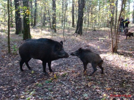 На Житомирщині пильнують диких свиней, аби не допустити розповсюдження африканської чуми