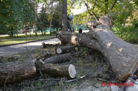 У парку ім. Гагаріна міська влада зупинила вирубку дерев