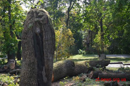 У парку ім. Гагаріна міська влада зупинила вирубку дерев