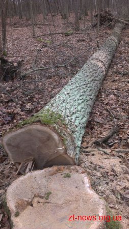 На Житомирщині лісівники затримали нелегальних лісорубів