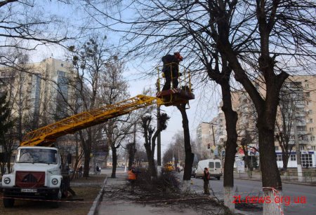 У Житомирі проводиться планове кронування дерев