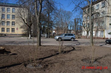 У рамках місячника благоустрою на вулицях міста висаджують дерева