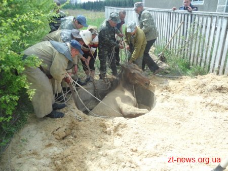 У Любарі рятувальники дістали коня з каналізаційного колодязя
