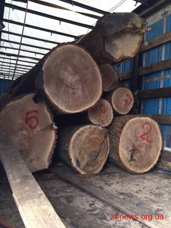 На Житомирщині СБУ попередила незаконне вивезення вікових дубів