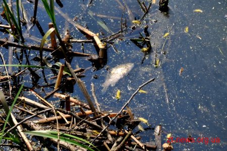 Днями знову зафіксований випадок загибелі риби на річці Случ