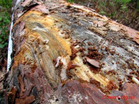 Журналістам показали причини всихання соснових лісів на Житомирщині