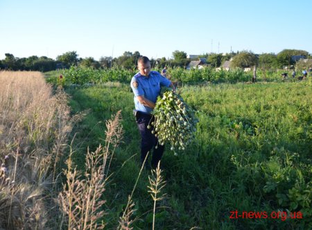 На Житомирщині поліція вилучила з городів пенсіонерок майже 6 тисяч рослин снодійного маку