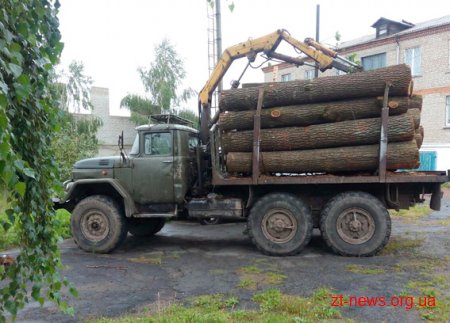В Попільнянському лісгоспі лісопорушники зрізали 41 дерево сосни