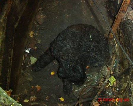 У Житомирі собака впала у каналізаційний колодязь