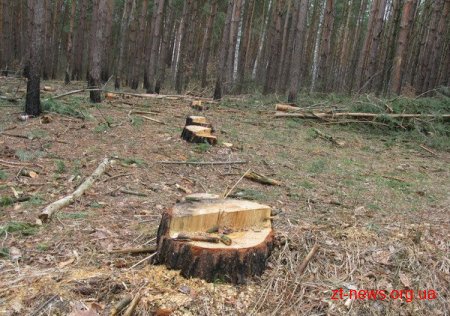У захисних лісонасадженнях залізниці на Житомирщині виявлено 51 випадок незаконної рубки