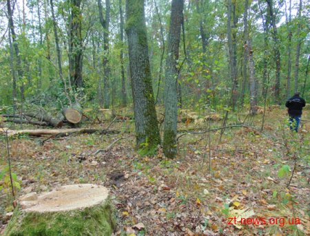 На Житомирщині викрадену в лісі одного району деревину знайшли на лісопильні в іншому