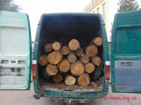 На Житомирщині судитимуть «чорного» лісоруба, який незаконно вирубав 43 дуби