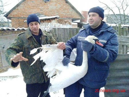 Бійці ДСНС врятували двох лебедів, які примерзли до криги