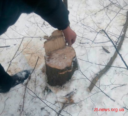 На Житомирщині поліція затримала підпільних лісорубів