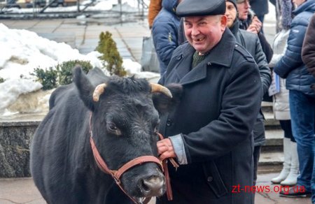 Сесію Житомирської обласної ради пікетували люди з коровою