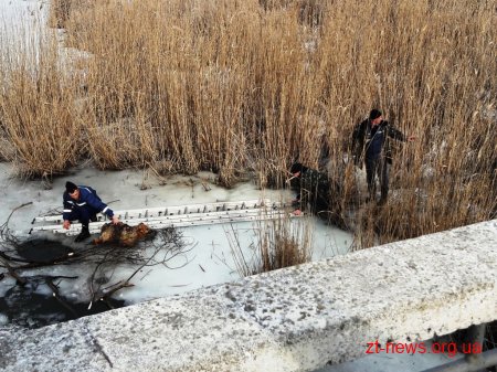 На Житомирщині рятувальники дістали собаку з ополонки