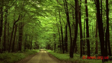 Майже 25 кілометрів доріг побудують в цьому році лісівники на Житомирщині