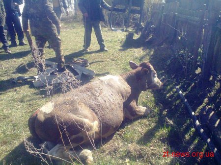 На Житомирщині рятувальники дістали корову із 5-метрового колодязя