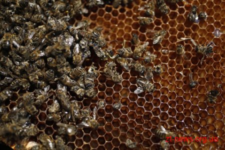 В Чуднівському районі намагаються з'ясувати причину масової загибелі бджіл