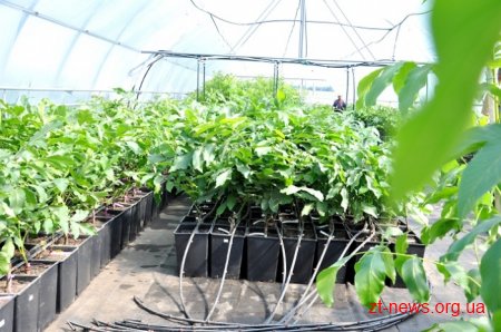 На Житомирщині підприємство висадило 80 гектарів волоських горіхів