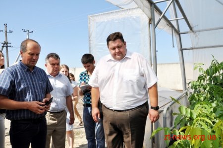 На Житомирщині підприємство висадило 80 гектарів волоських горіхів
