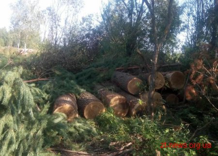 У Житомирському районі поліцейські виявили склад краденої деревини