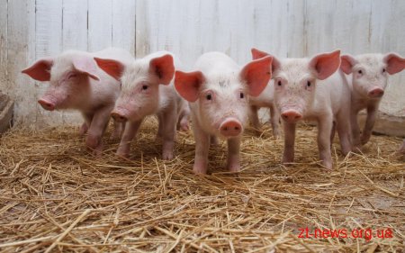 В Малинському районі виявлено африканську чуму свиней