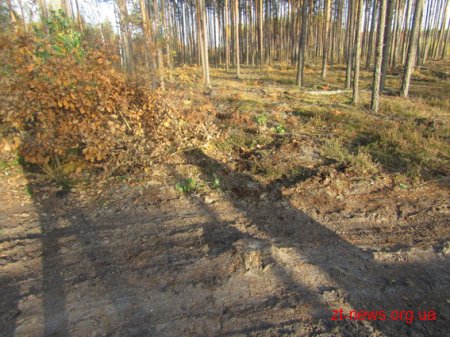 У Новоград-Волинському поліцейські розслідують стрілянину у працівників лісництва