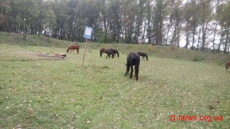 На Житомирщині на території бази артилерійських боєприпасів пасуть худобу