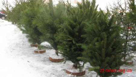 Де і коли у Житомирі можна буде купити новорічні дерева