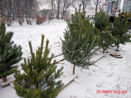 На Житомирщині лісгоспи вже реалізували 28 тис. новорічних ялинок