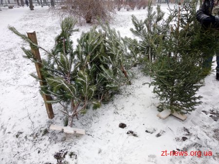 На Житомирщині лісгоспи вже реалізували 28 тис. новорічних ялинок