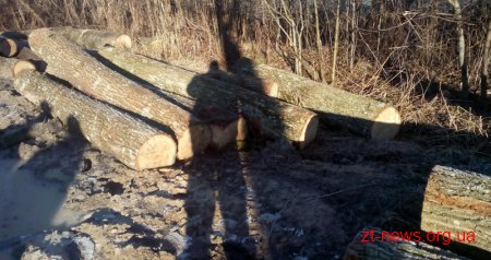 На Житомирщині лісівники знайшли незаконно зрубану деревину дуба просто на дорозі