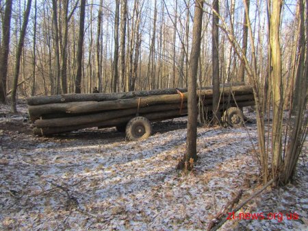Поліція розпочала розслідування крадіжки деревини на Житомирщині