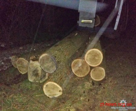 На Житомирщині поліція розслідує крадіжки деревини
