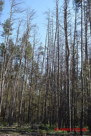 250 га лісових насаджень урочища «Скраглівка» під загрозою загибелі