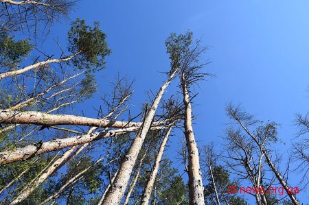250 га лісових насаджень урочища «Скраглівка» під загрозою загибелі