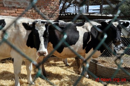 Ігор Гундич обіцяє компенсацію за доїльний апарат домогосподарствам, які утримують 2 та більше корів
