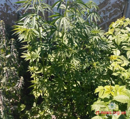 На Звягельщині поліцейські виявили незаконні посіви нарковмісних рослин