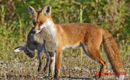 На території Станишівської ОТГ склалася критична ситуація зі зростання популяції лисиць