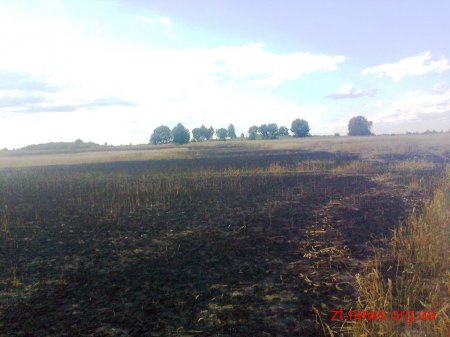 На Житомирщині горіла пшениця на площі 21 га